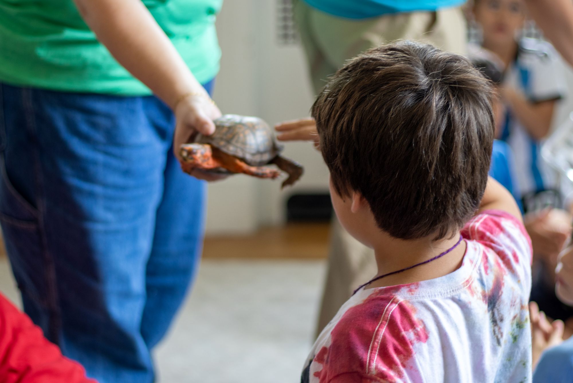 A camper gently touches a turtle. 