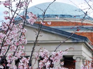 View of pink tree flowers blooming with Morehead's Dome in the distance
