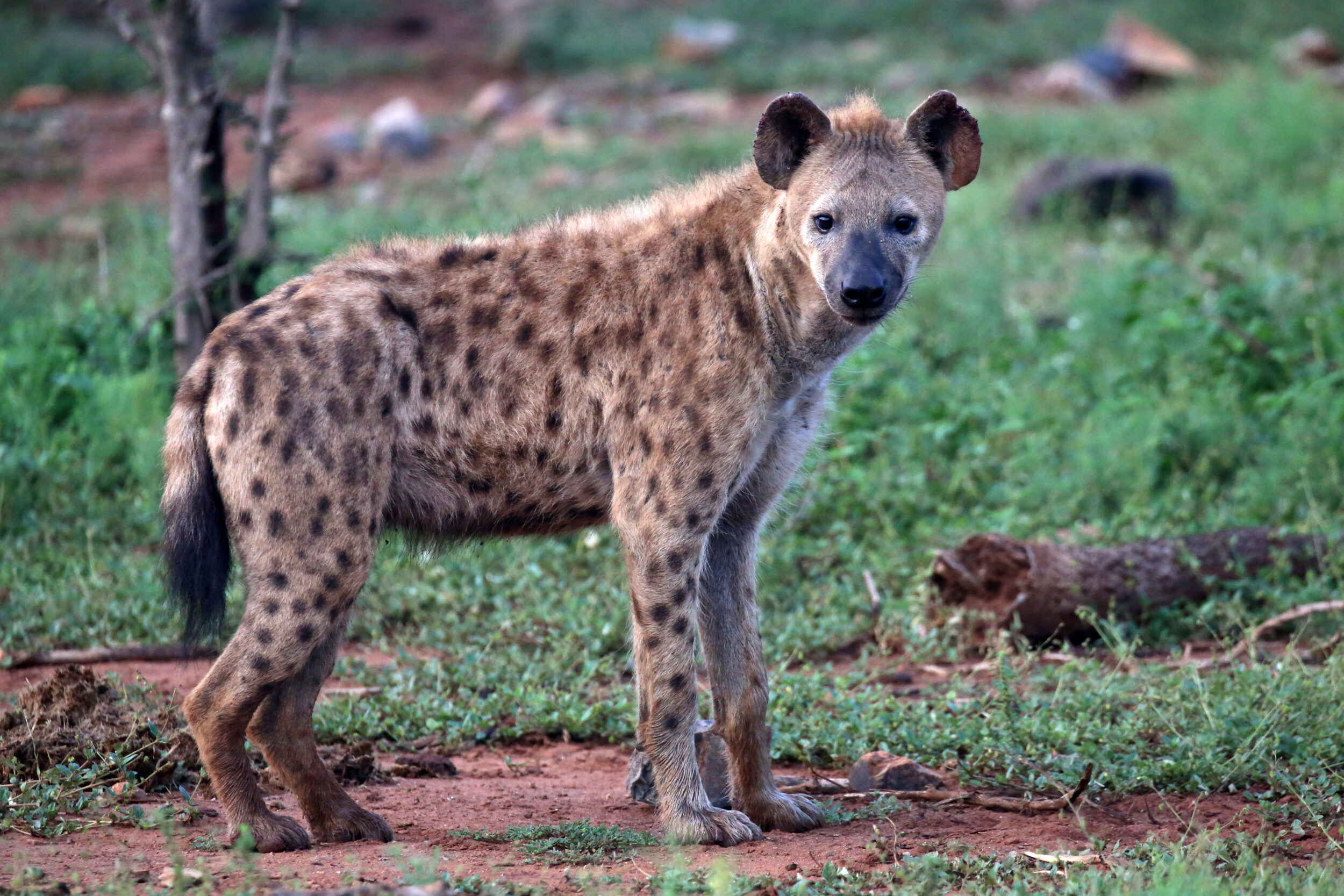 A spotted hyena standing looking towards the camera.