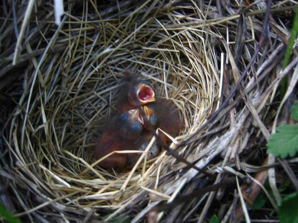 Three baby birds sit in a nest with their mouths open.