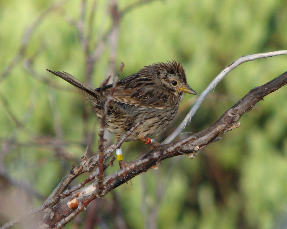 A birdsong perched on a tree branch.