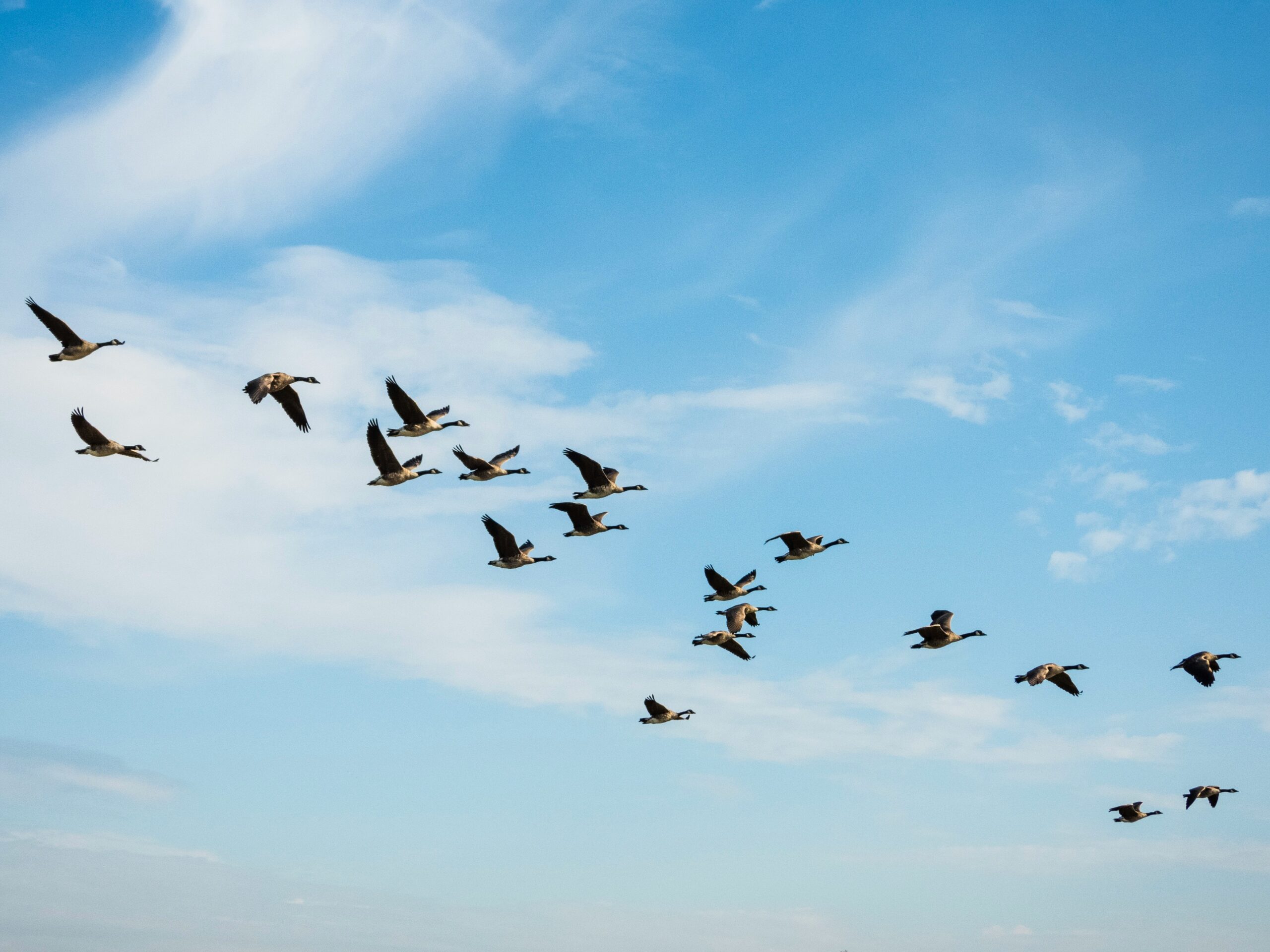 A group of geese flying.