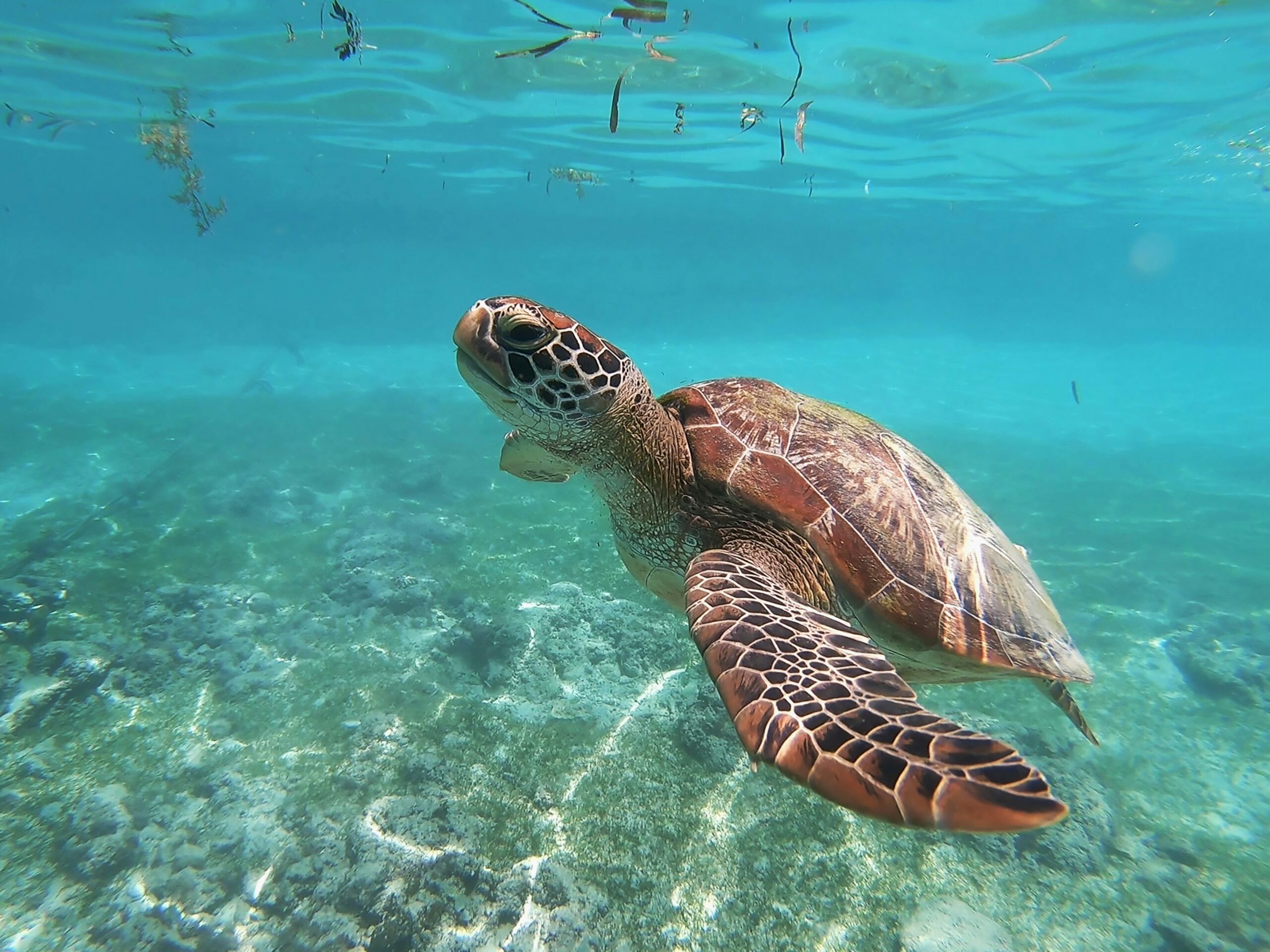 A sea turtle swimming in clear blue water.