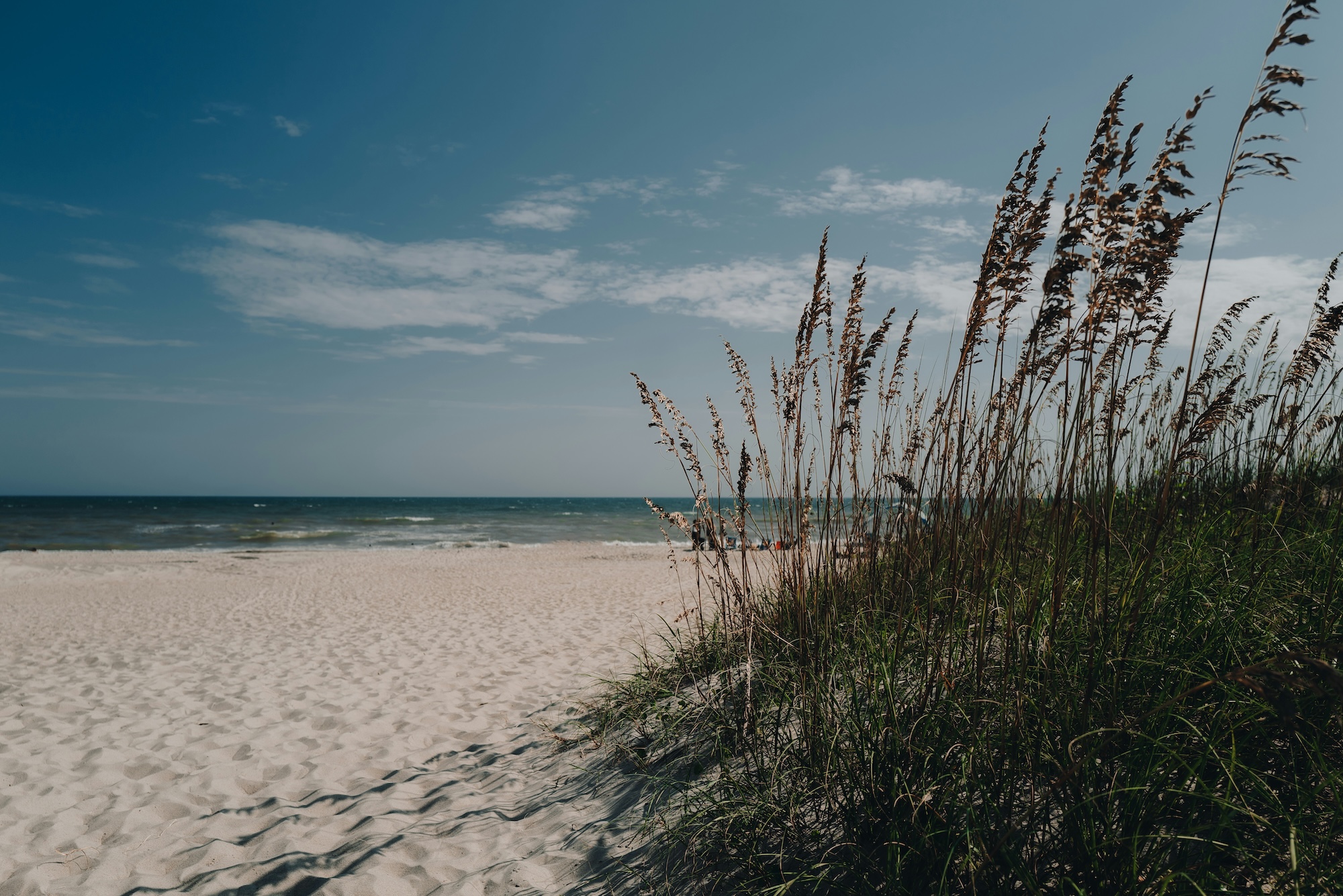A sand dune covered in plants, with the beach in the background.